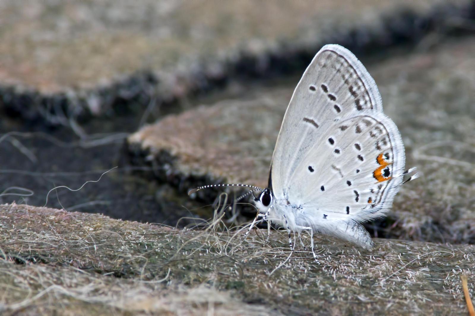 Eastern Tailed-Blue Photo by Rob Dickerson
