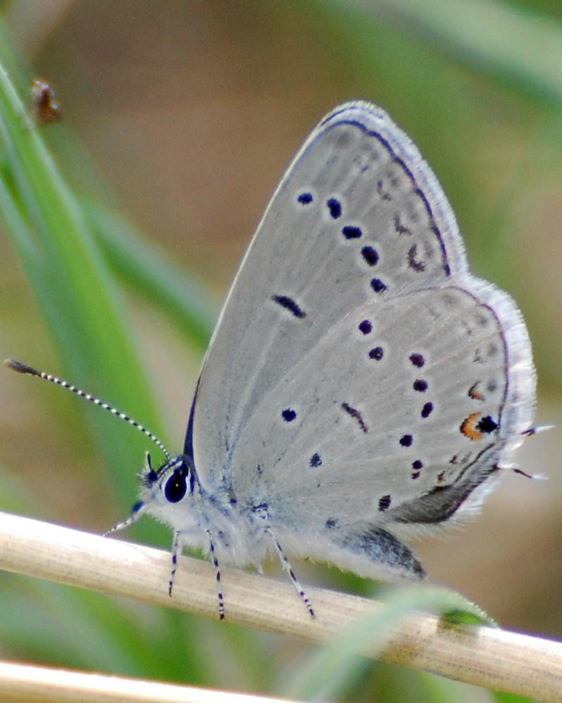 Western Tailed-Blue Photo by David Hollie