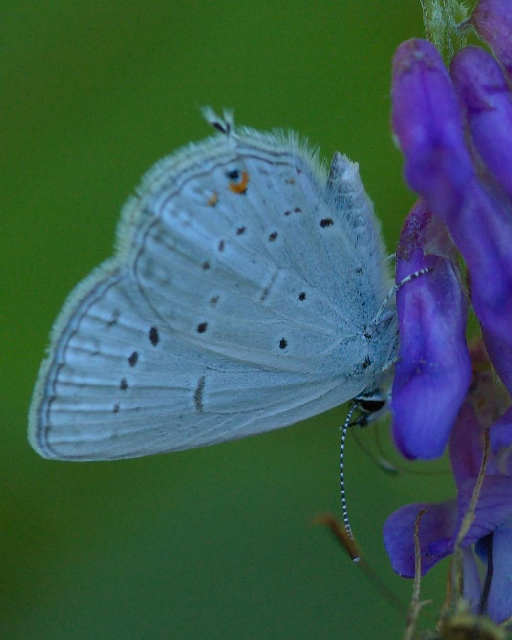 Western Tailed-Blue Photo by Maxim Larrivèe, Ph.D.