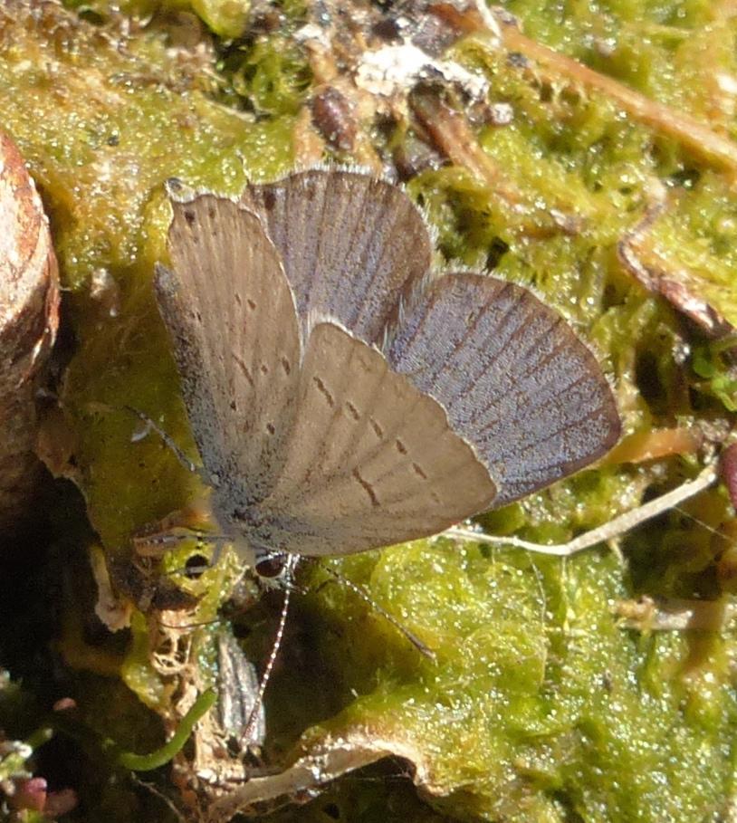 Western Tailed-Blue Photo by David Bell