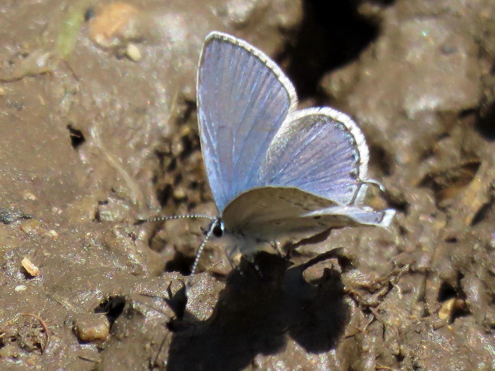 Western Tailed-Blue Photo by Kent Jensen