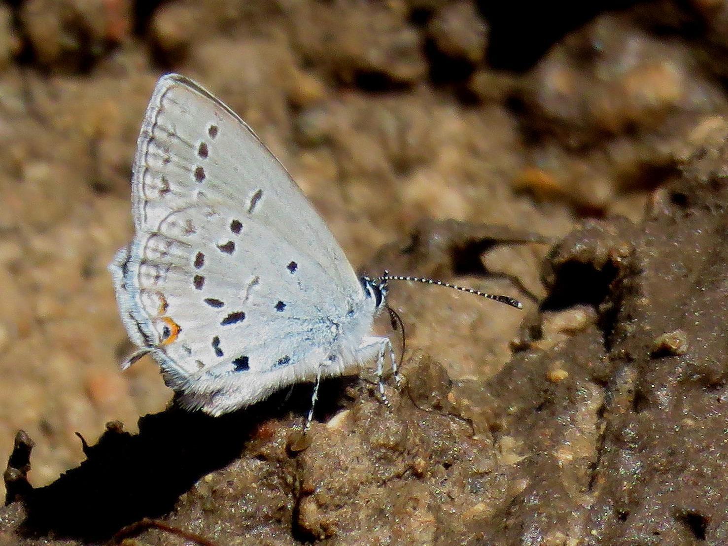 Western Tailed-Blue Photo by Kent Jensen