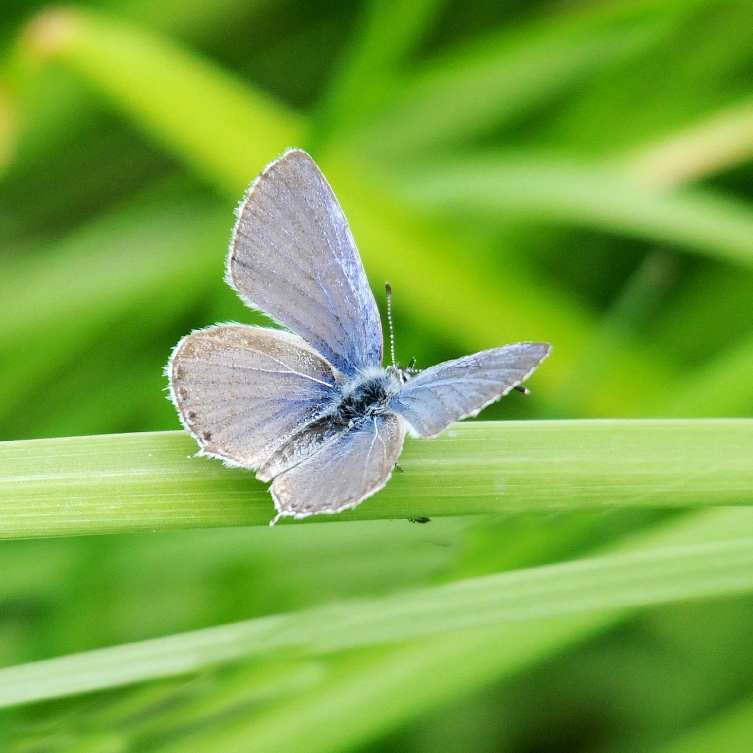 Western Tailed-Blue Photo by Steven Mlodinow