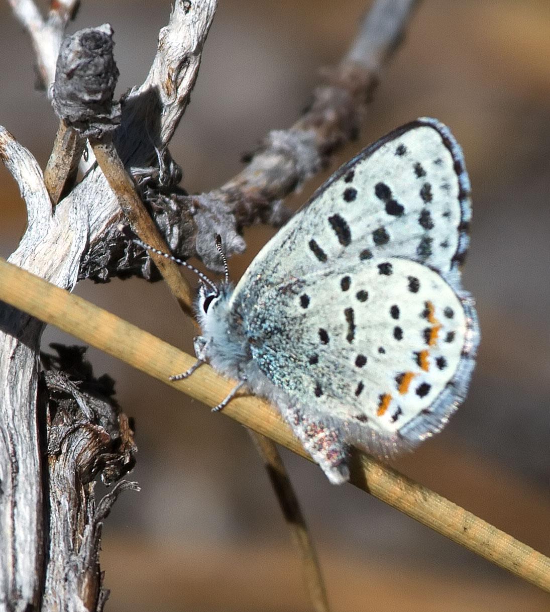 Square-dotted Blue Photo by Scott Berglund