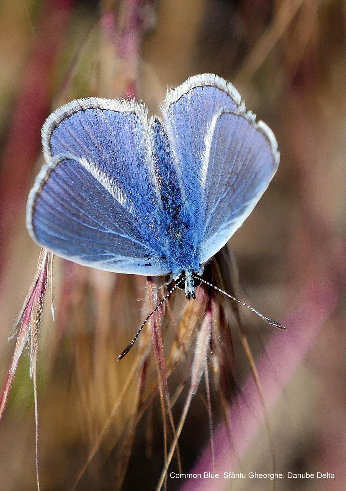 European Common Blue Photo by Peter Edmonds