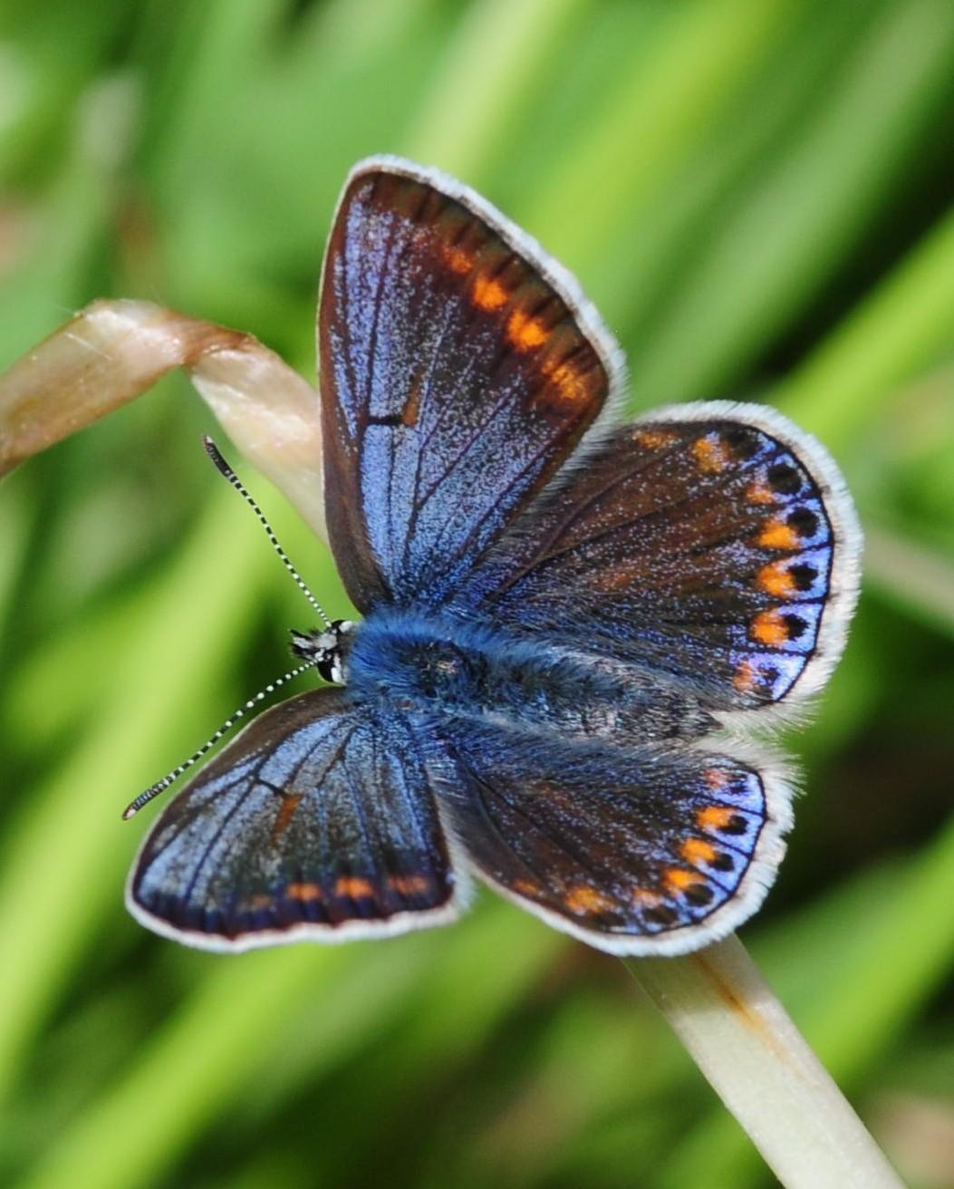 European Common Blue Photo by Maxim Larrivèe, Ph.D.