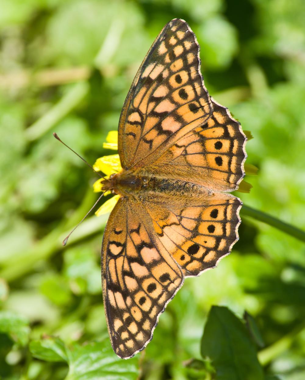 Variegated Fritillary Photo by Rob Dickerson