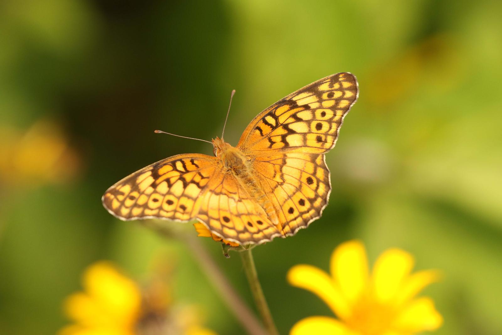 Variegated Fritillary Photo by Kristy Baker