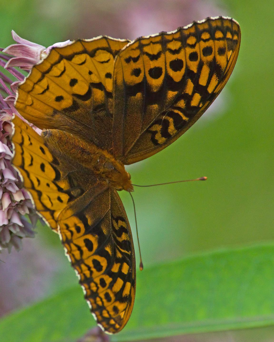 Great Spangled Fritillary Photo by Rob Dickerson