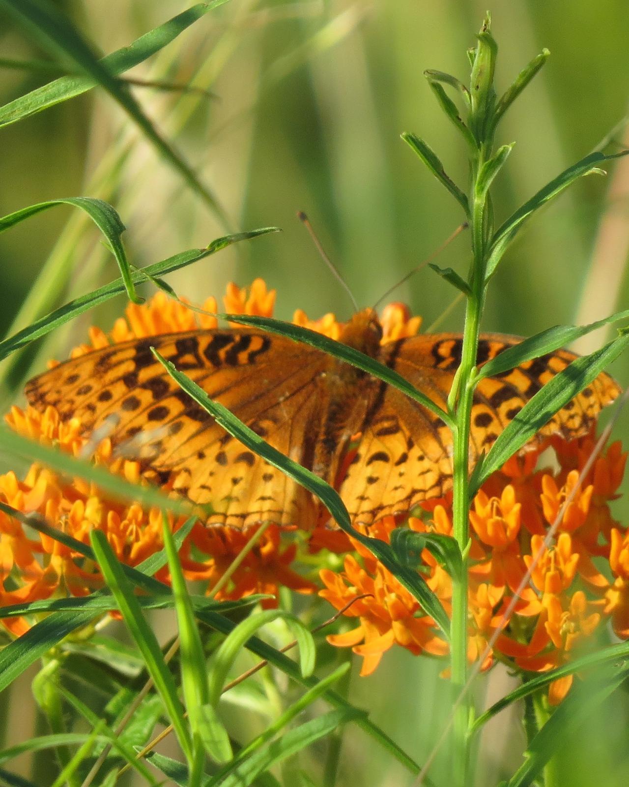 Great Spangled Fritillary Photo by Tim Schreckengost
