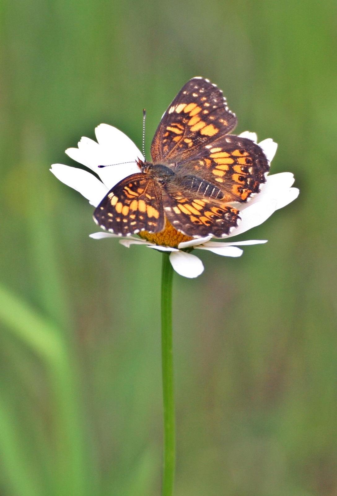 Silvery Checkerspot Photo by Andrew Theus