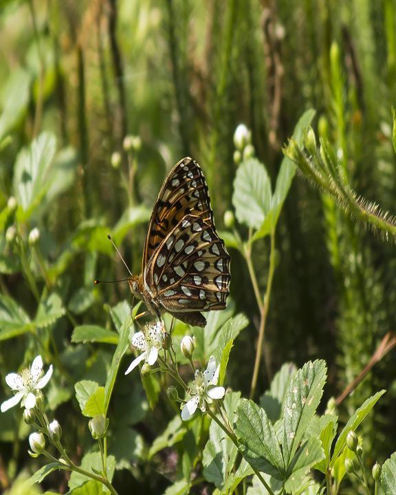 Harris's Checkerspot Photo by Nick Guirate