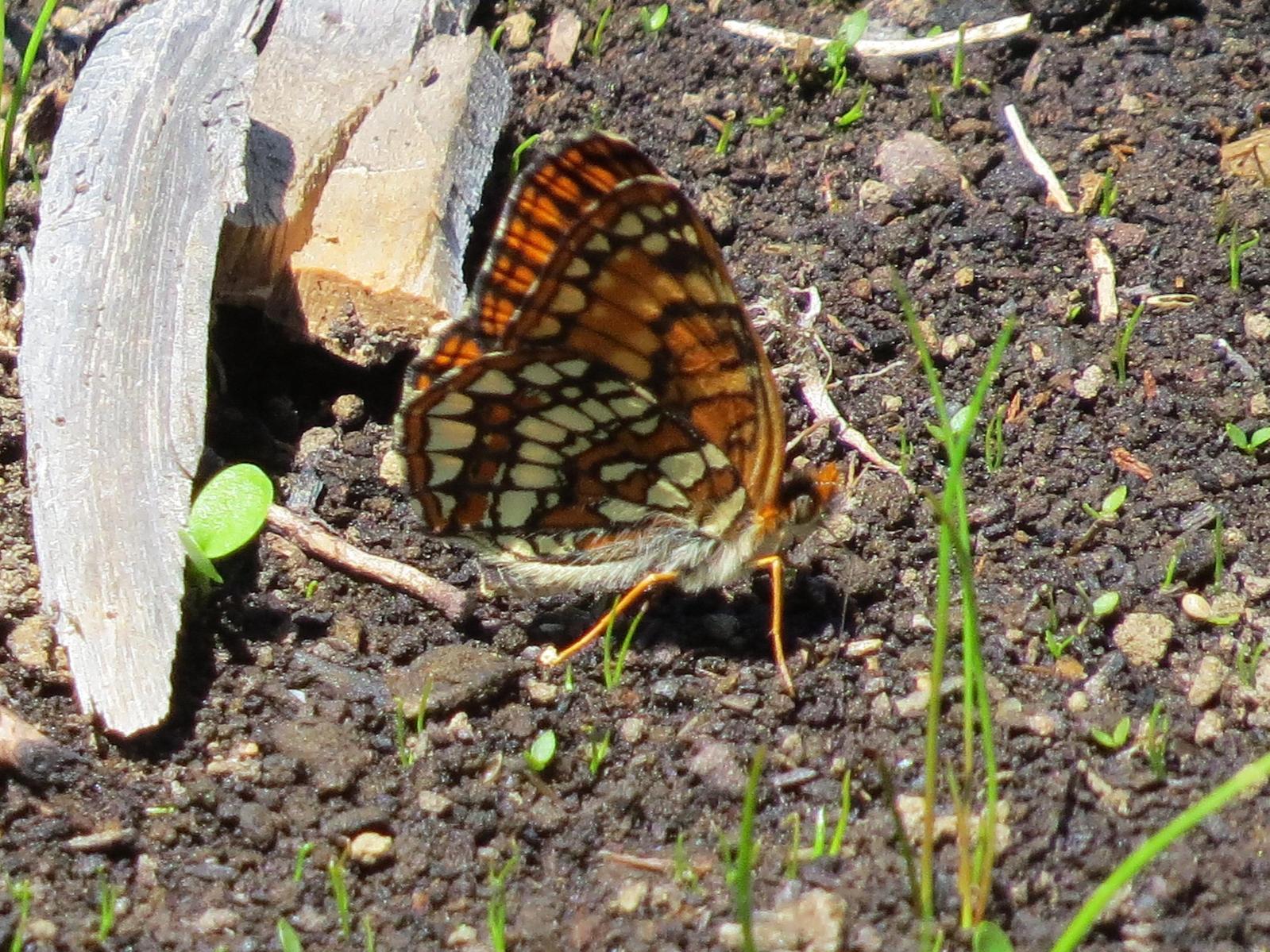 Hoffmann's Checkerspot Photo by Jeff Harding