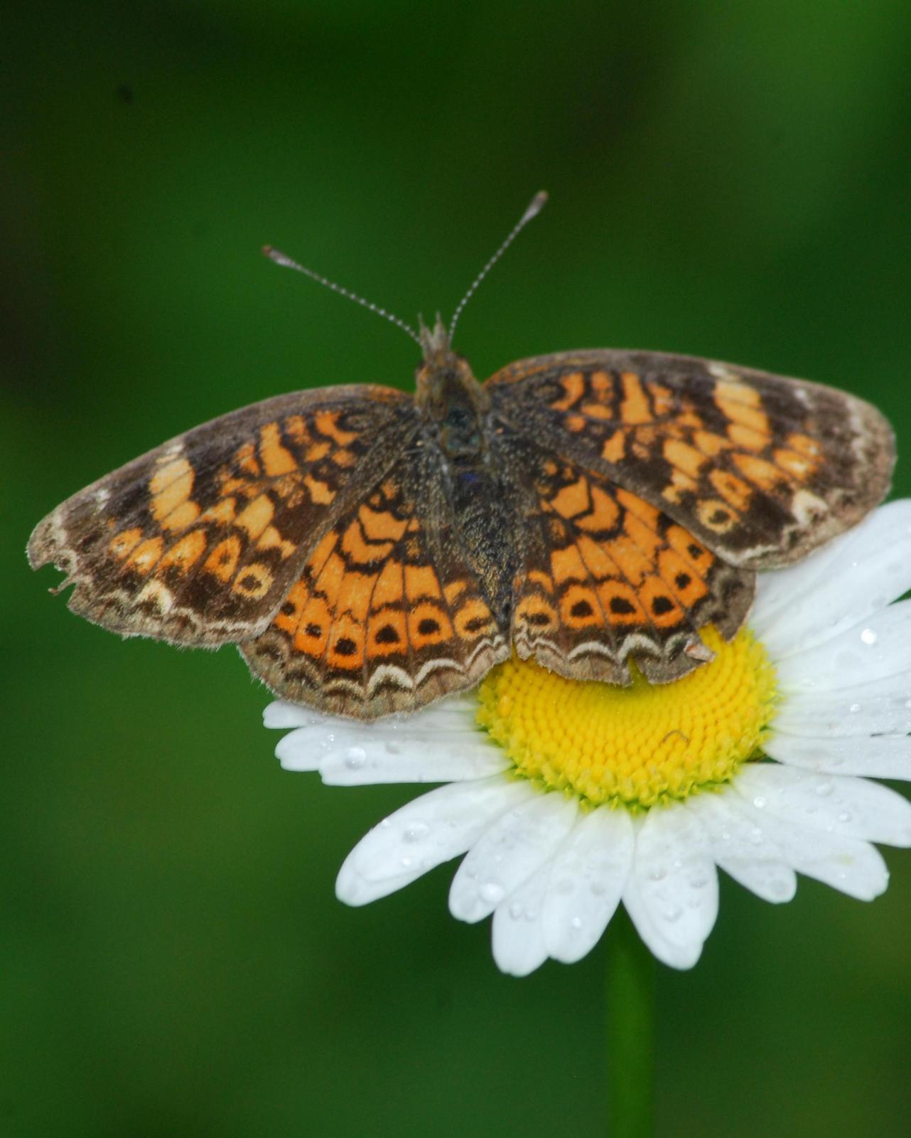 Pearl Crescent Photo by David Hollie