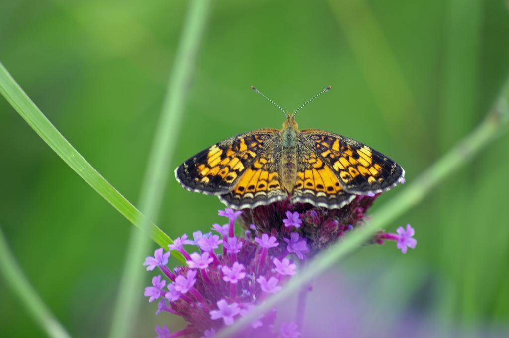 Pearl Crescent Photo by Rob Dickerson