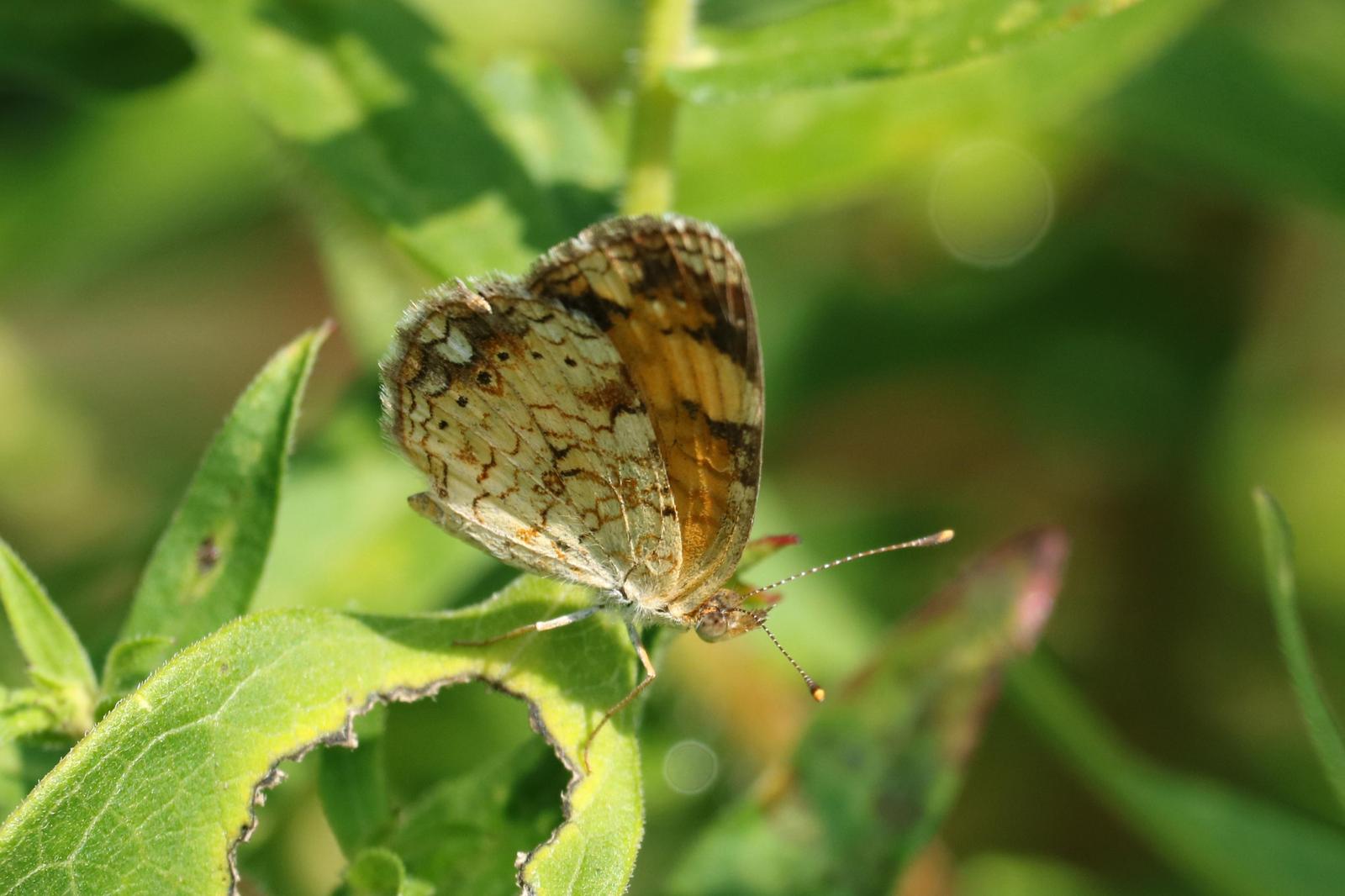 Pearl Crescent Photo by Kristy Baker