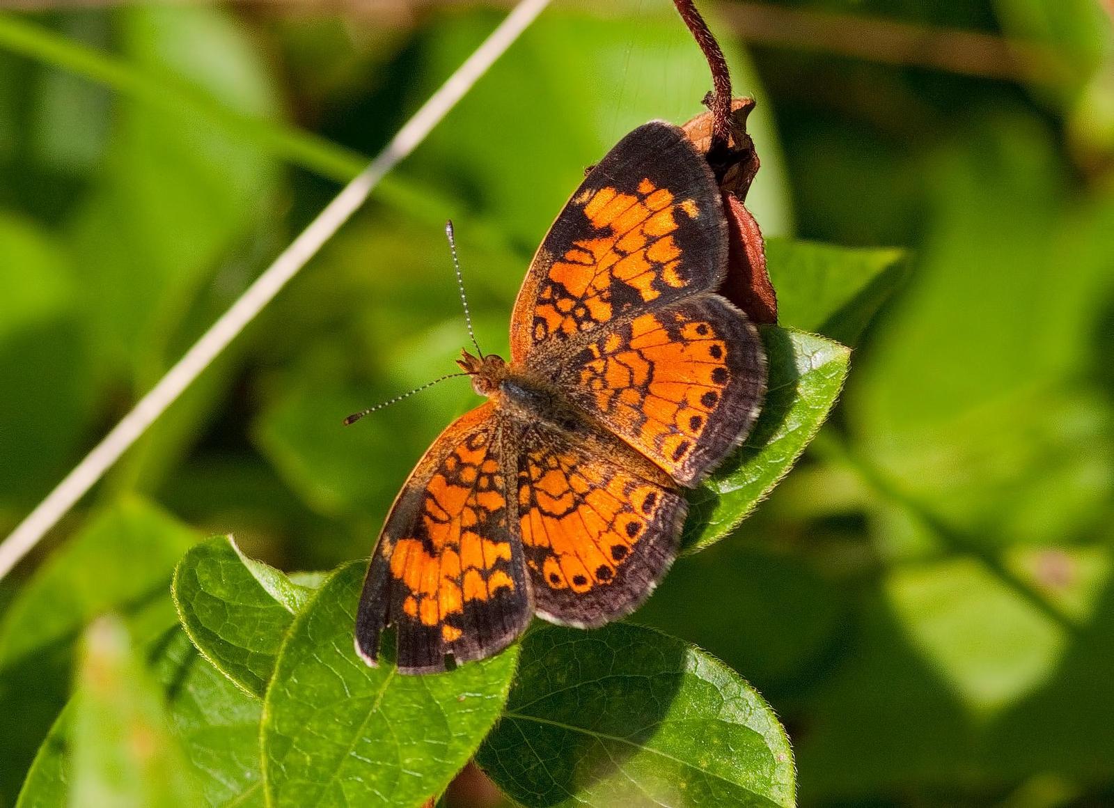 Pearl Crescent Photo by Michael Moore