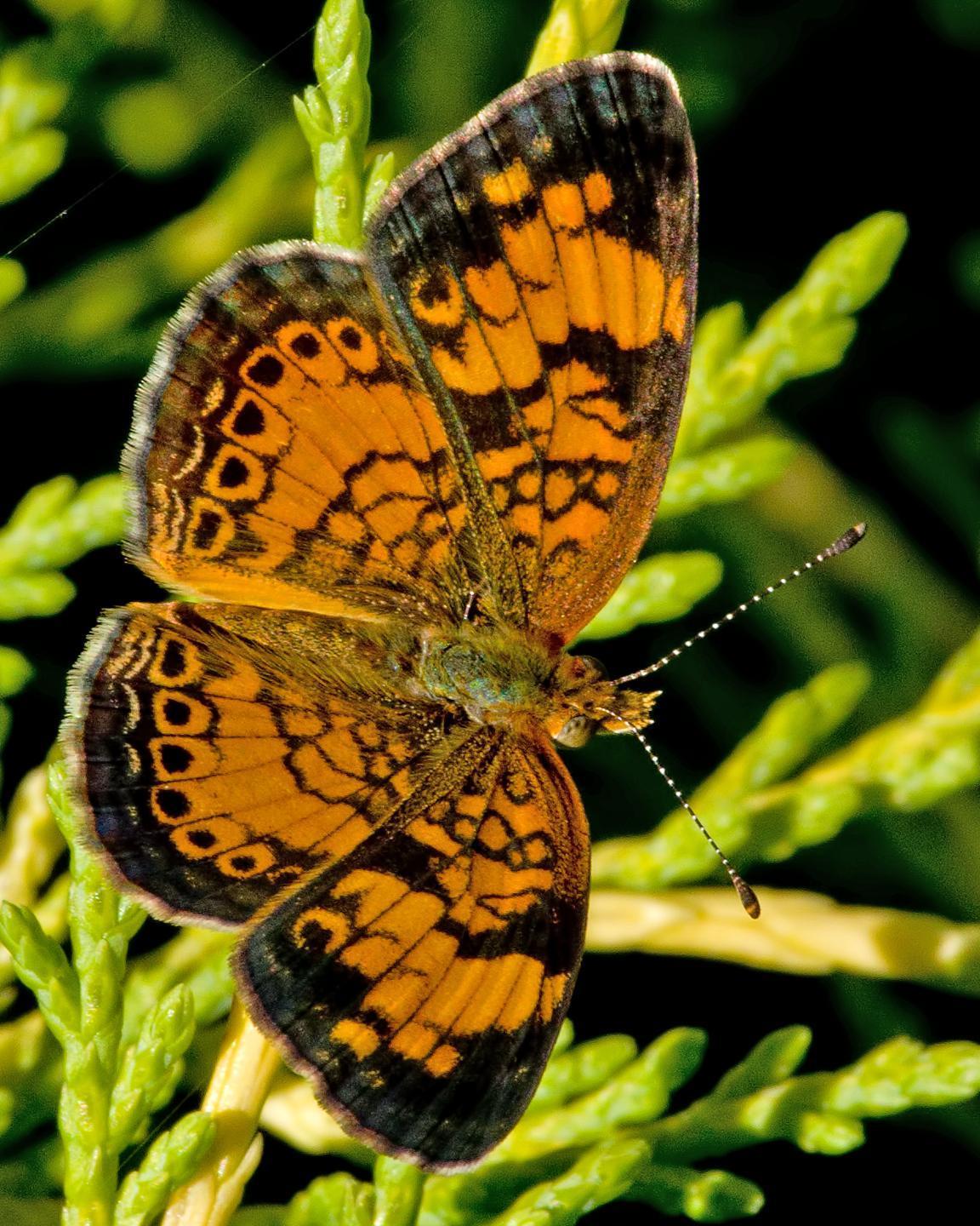 Pearl Crescent Photo by Rob Dickerson