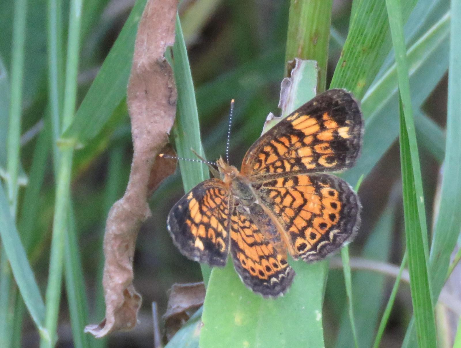 Pearl Crescent Photo by Kelly Preheim