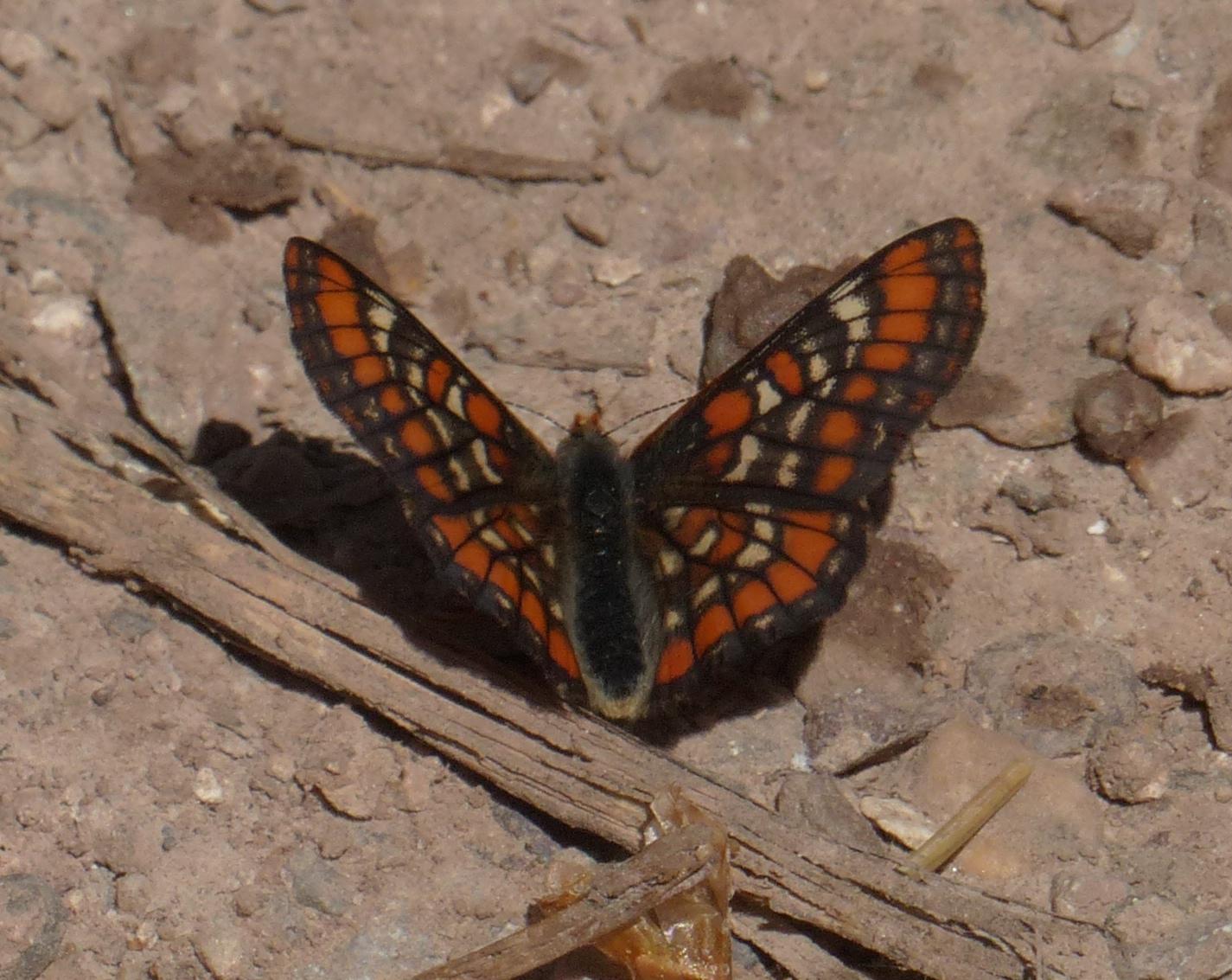 Gillette's Checkerspot Photo by David Bell
