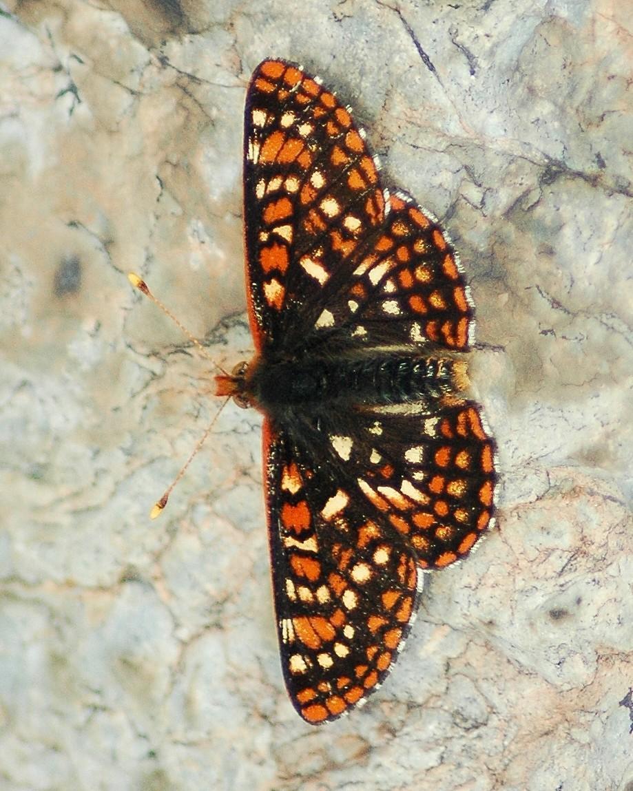 Chalcedon Checkerspot Photo by David Hollie