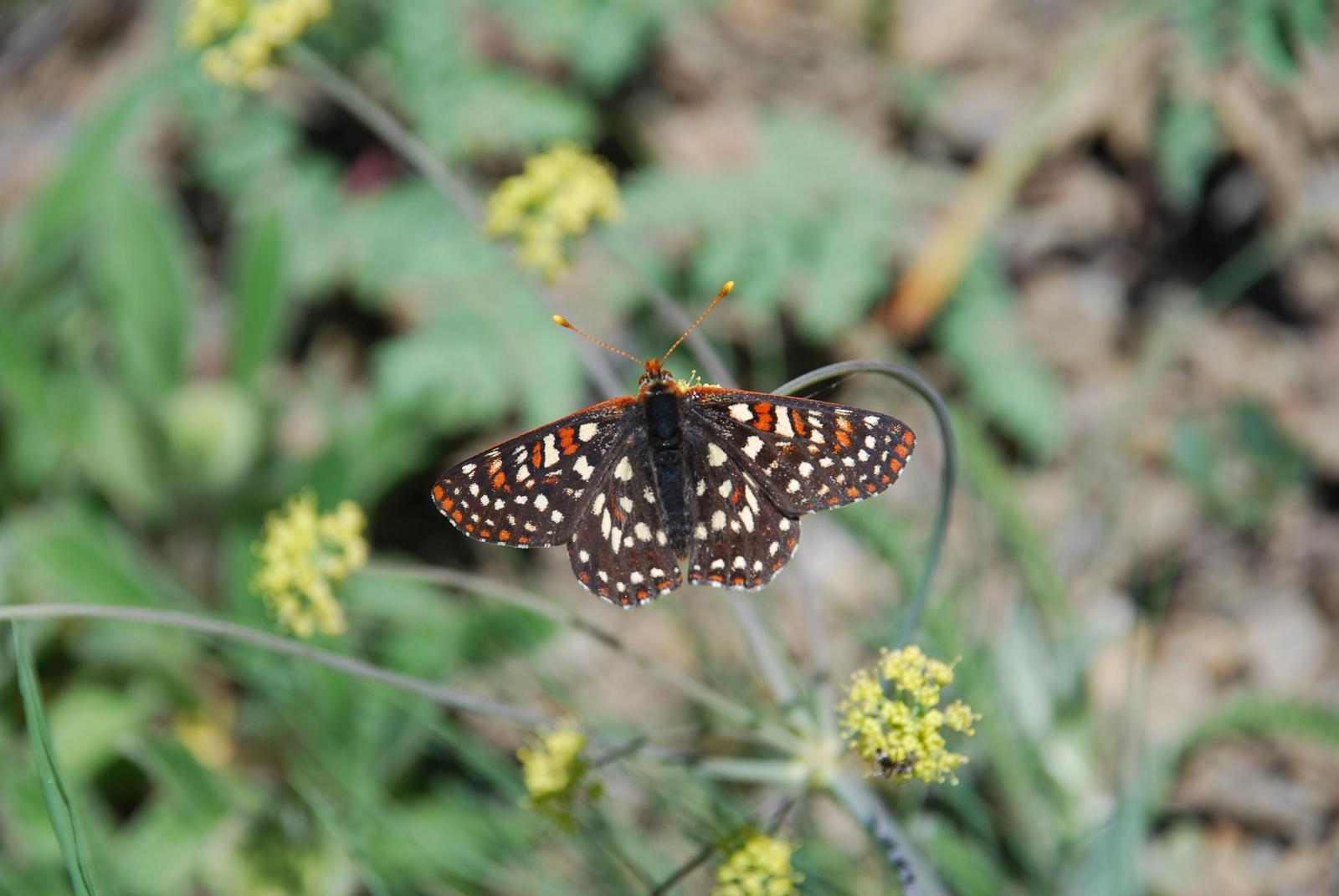 Chalcedon Checkerspot Photo by James Fox