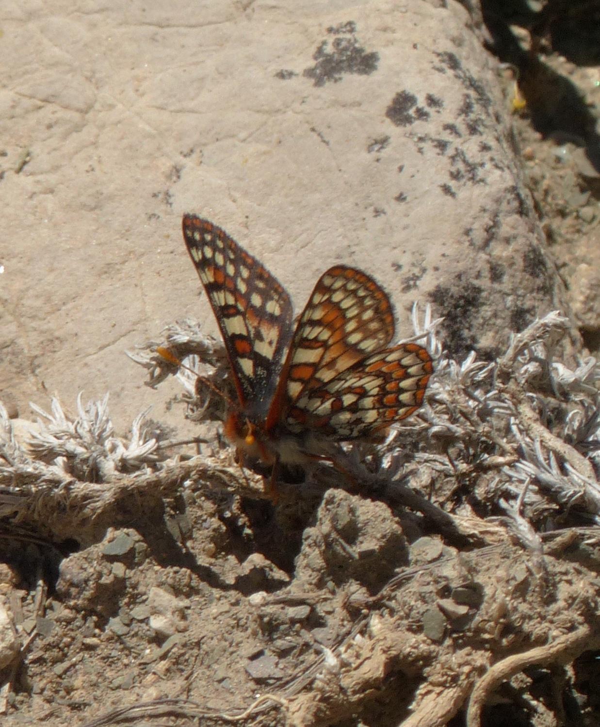 Edith's Checkerspot Photo by David Bell