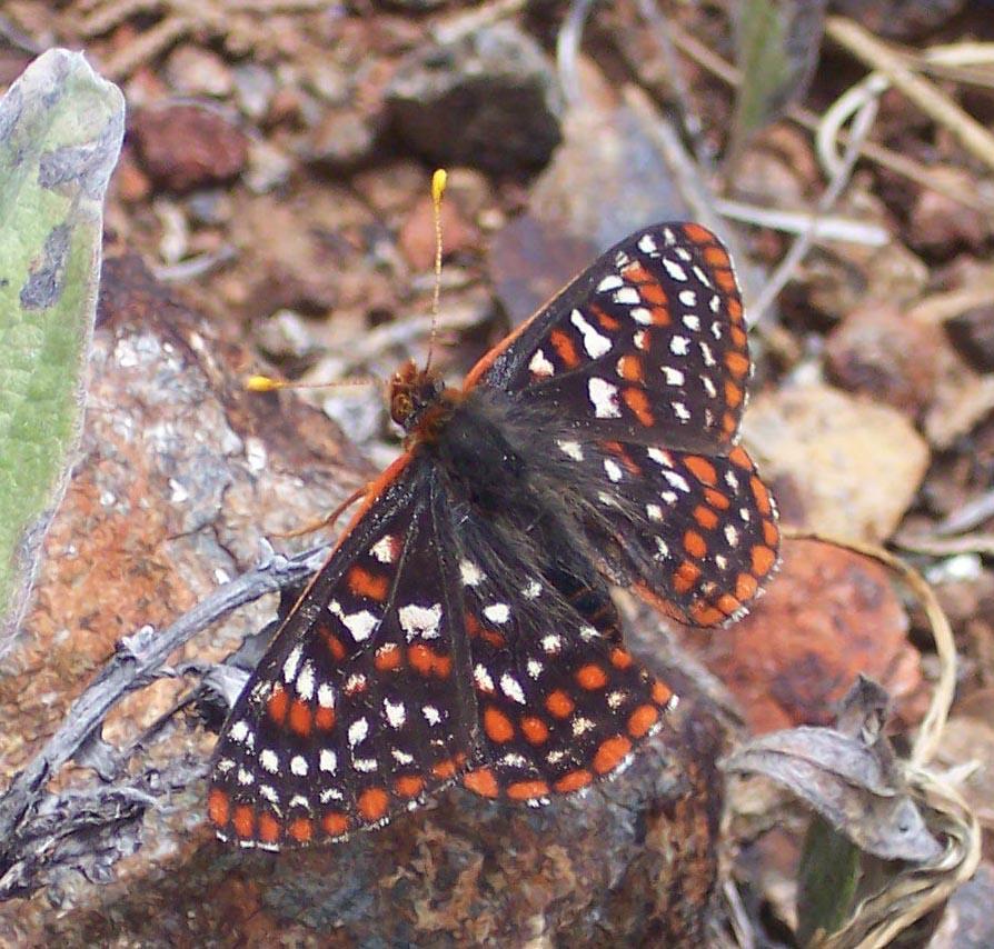 Edith's Checkerspot Photo by Jeff Harding
