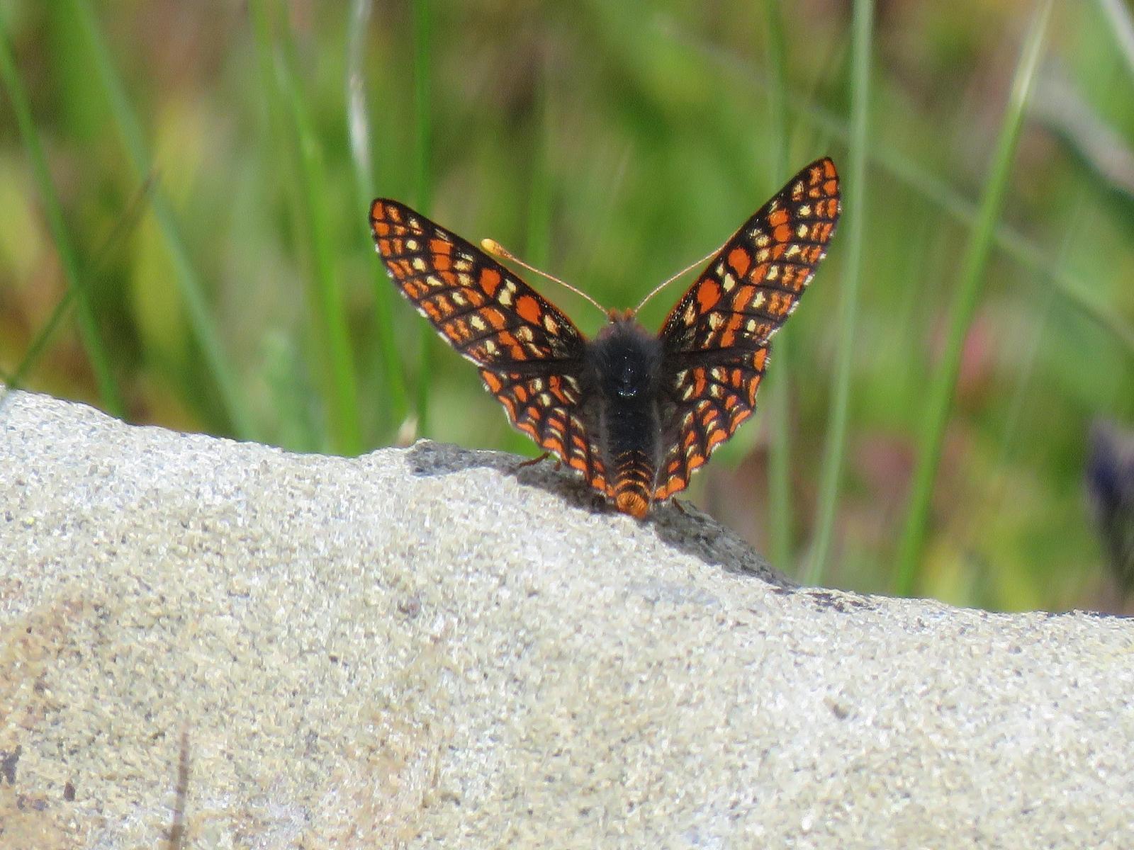 Edith's Checkerspot Photo by Ted Goshulak