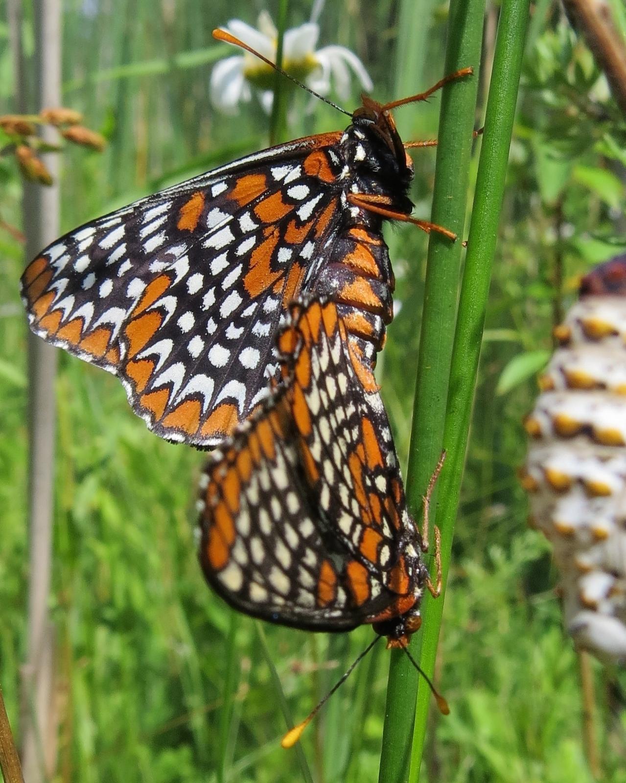 Baltimore Checkerspot Photo by Drew Weber