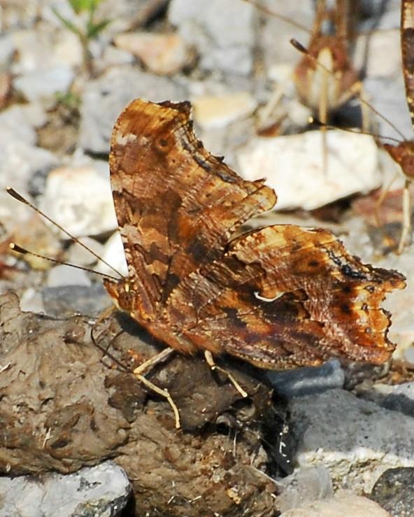 Eastern Comma Photo by David Hollie