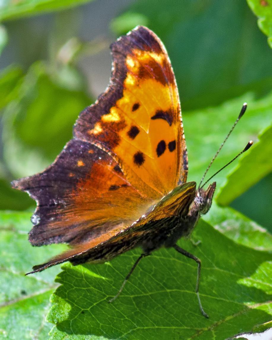 Eastern Comma Photo by Rob Dickerson