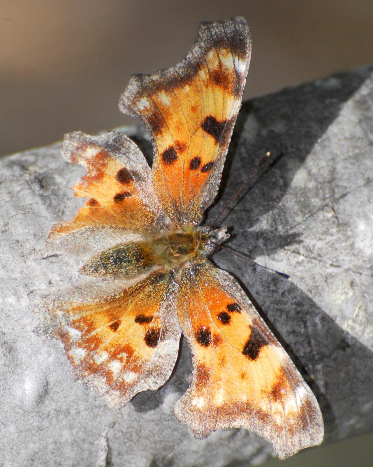 Green Comma Photo by David Hollie