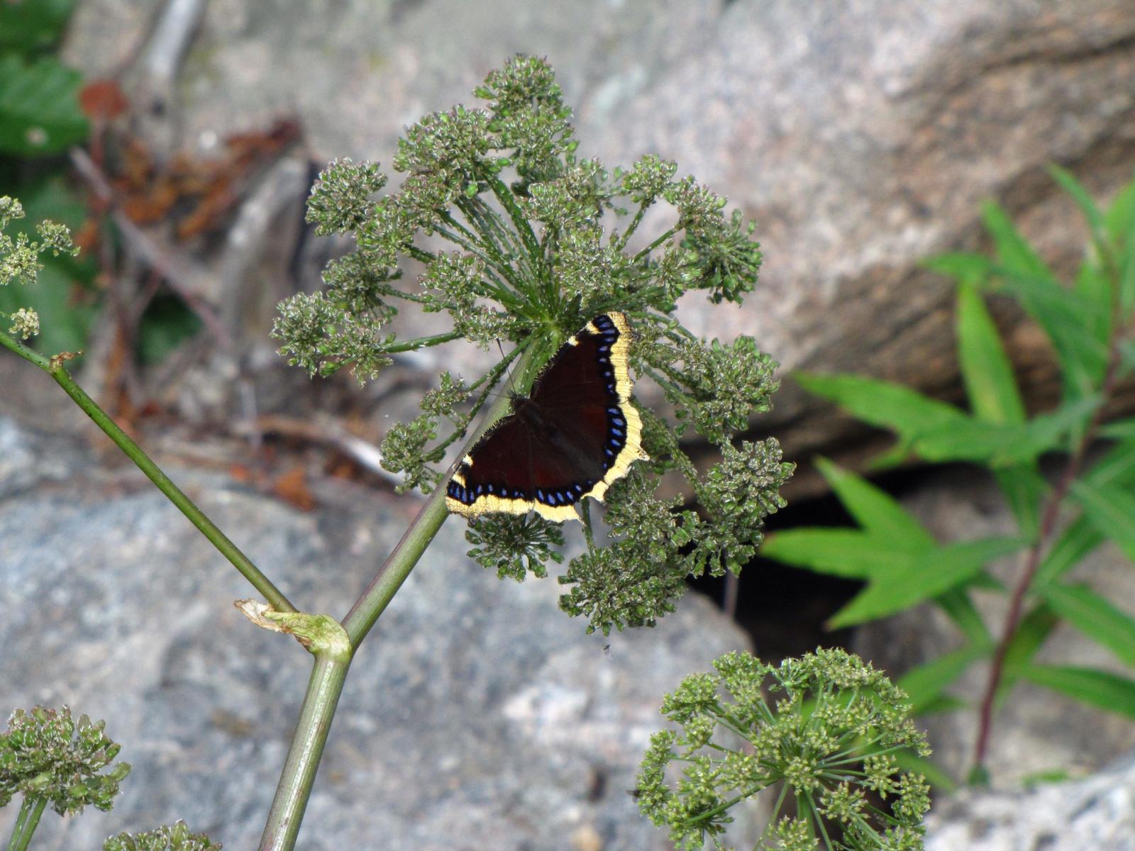 Mourning Cloak Photo by Ryan Chrouser