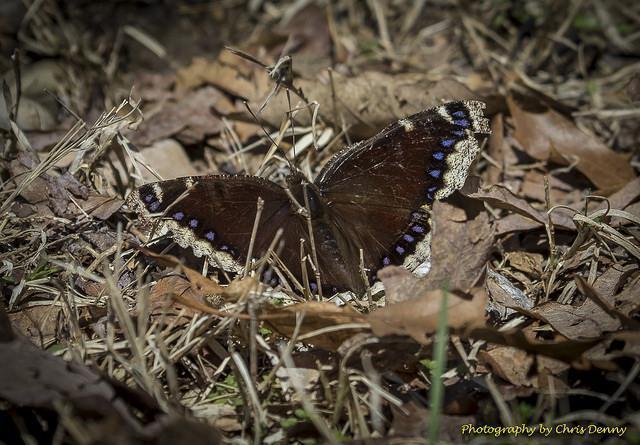Mourning Cloak Photo by Chris Denny