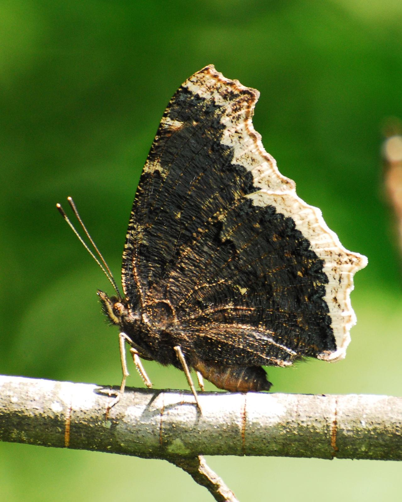 Mourning Cloak Photo by David Hollie