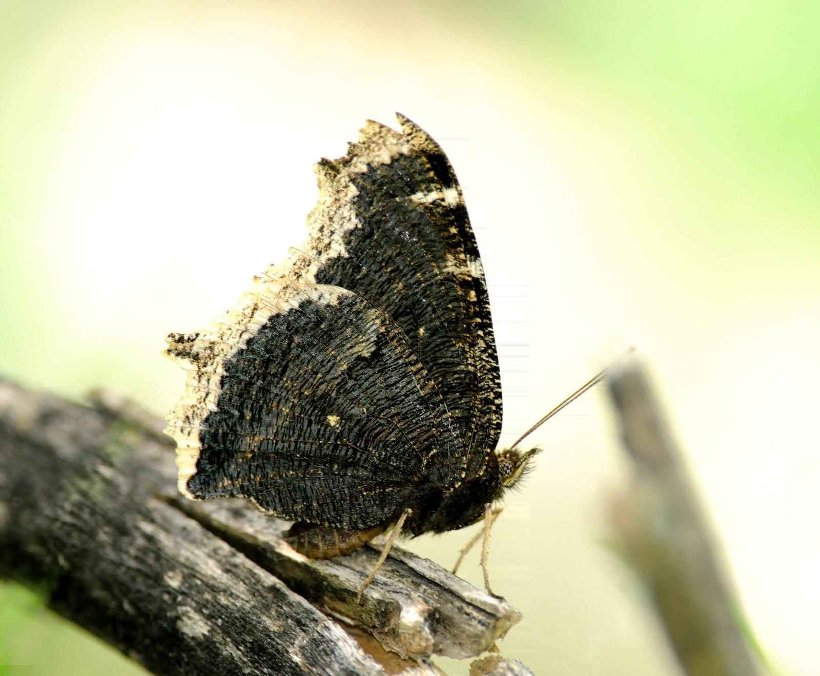 Mourning Cloak Photo by Steven Mlodinow