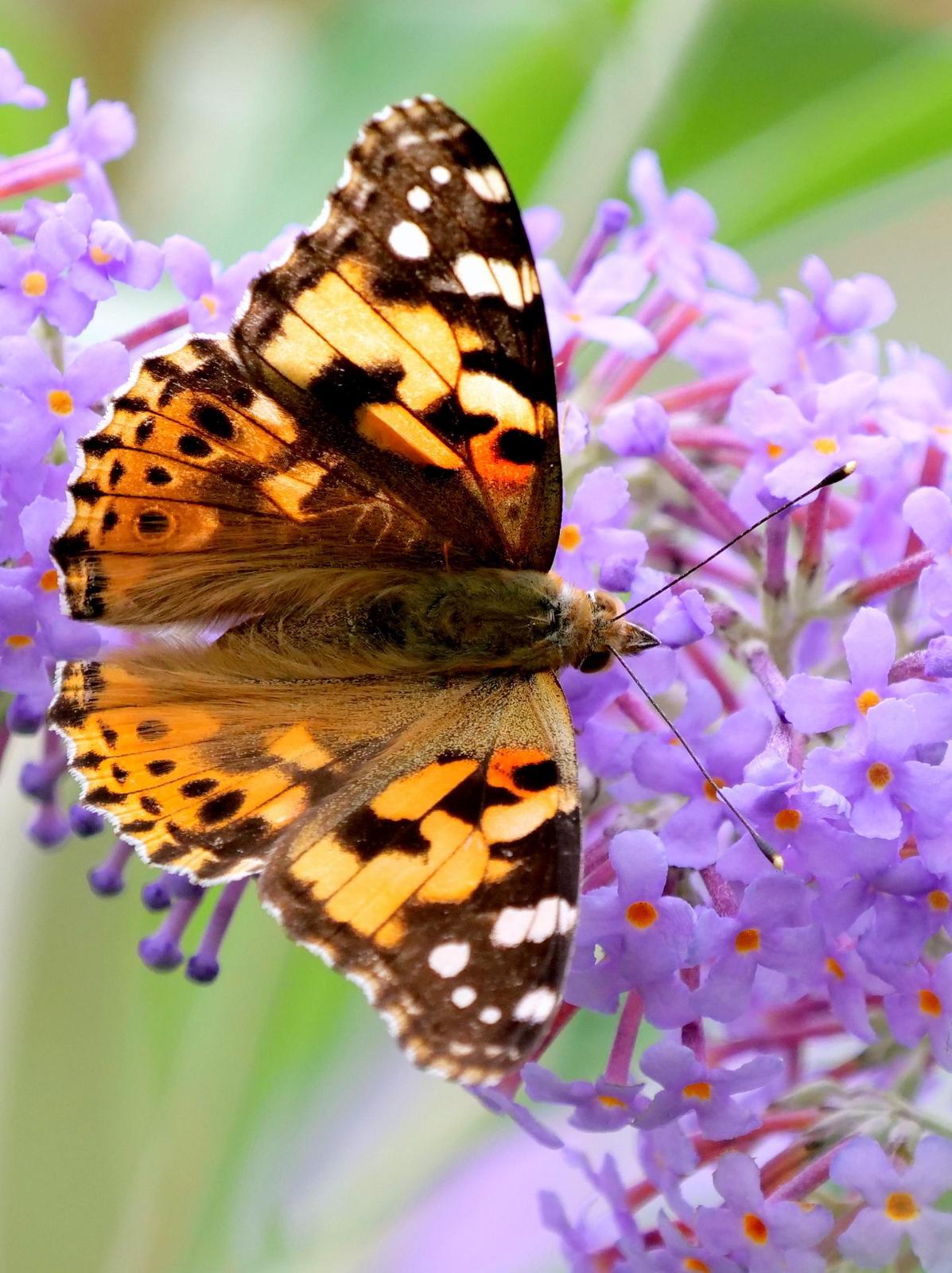 Painted Lady Photo by Peter Edmonds