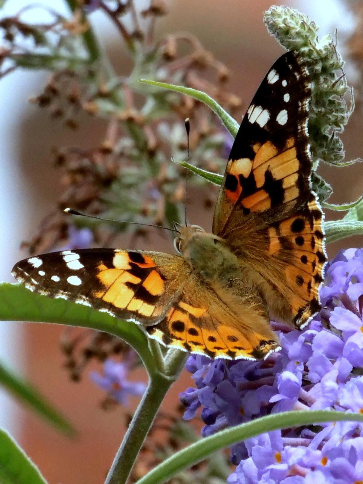 Painted Lady Photo by Peter Edmonds