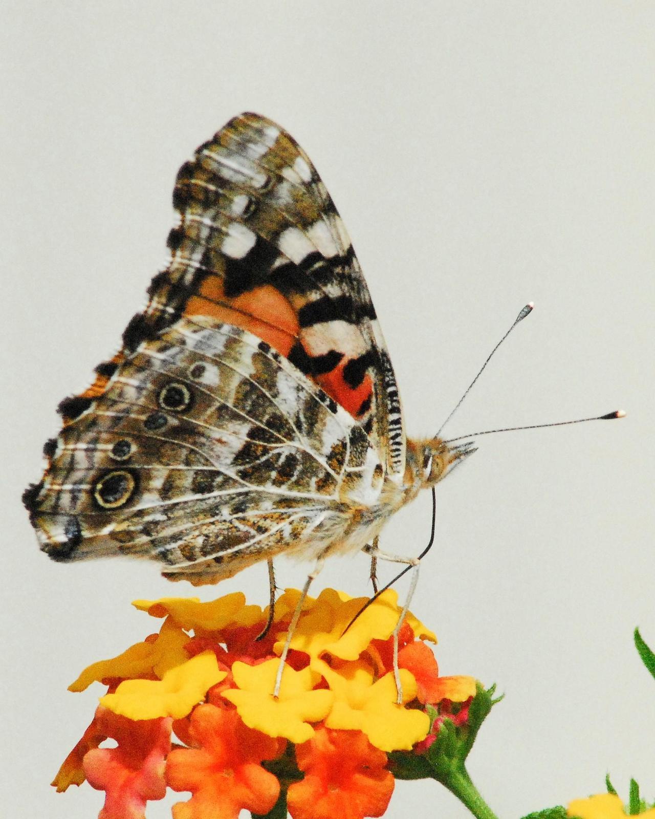 Painted Lady Photo by David Hollie