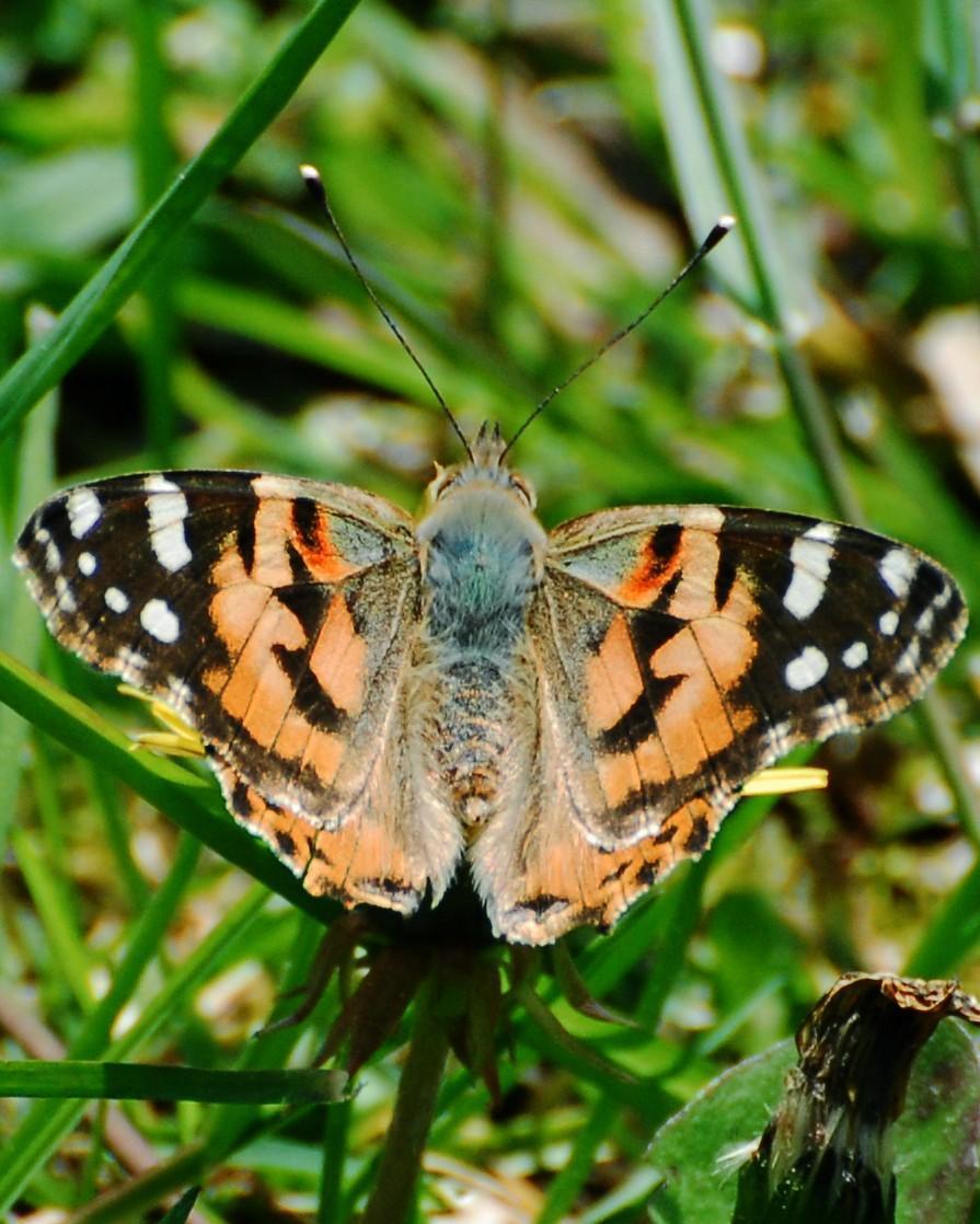 Painted Lady Photo by David Hollie