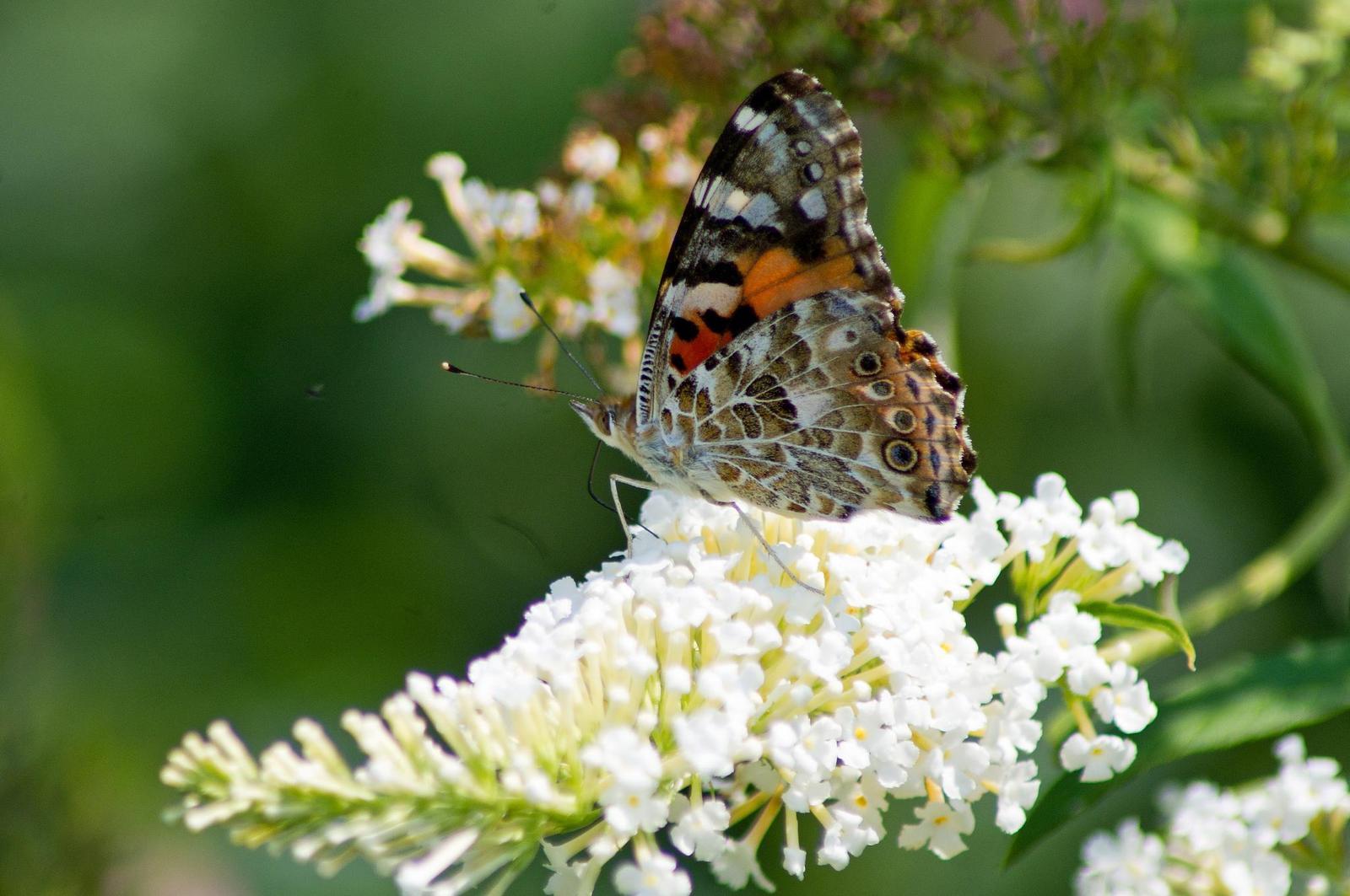 Painted Lady Photo by Rob Dickerson