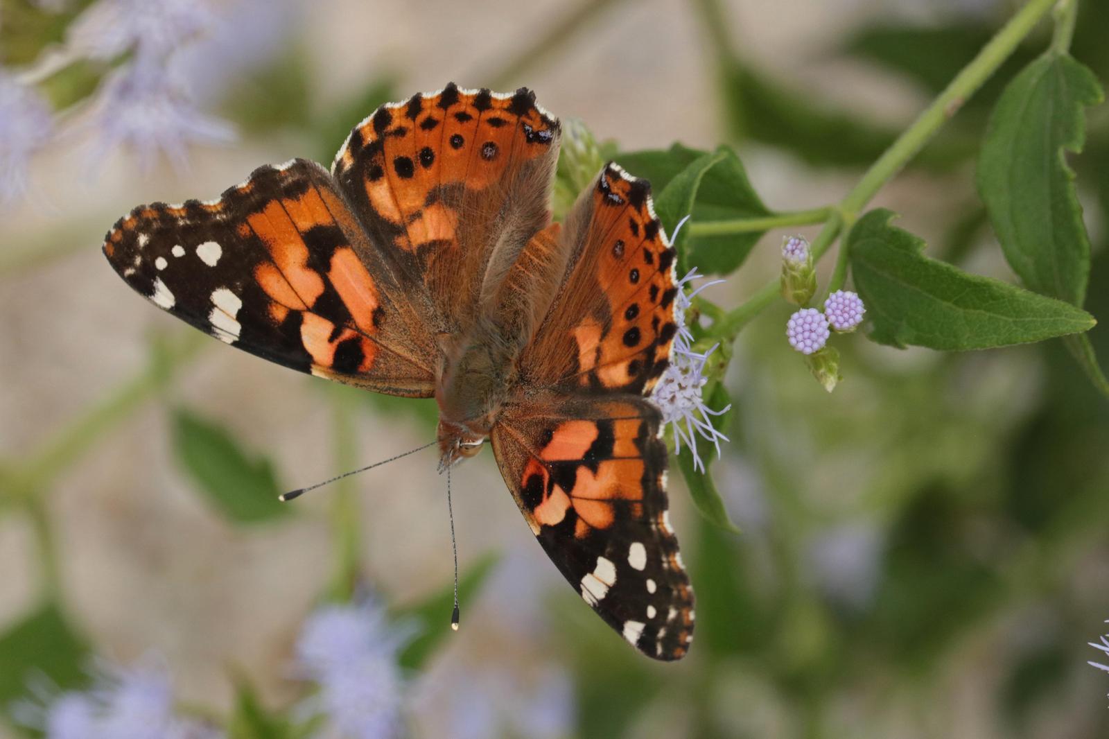 Painted Lady Photo by Kristy Baker
