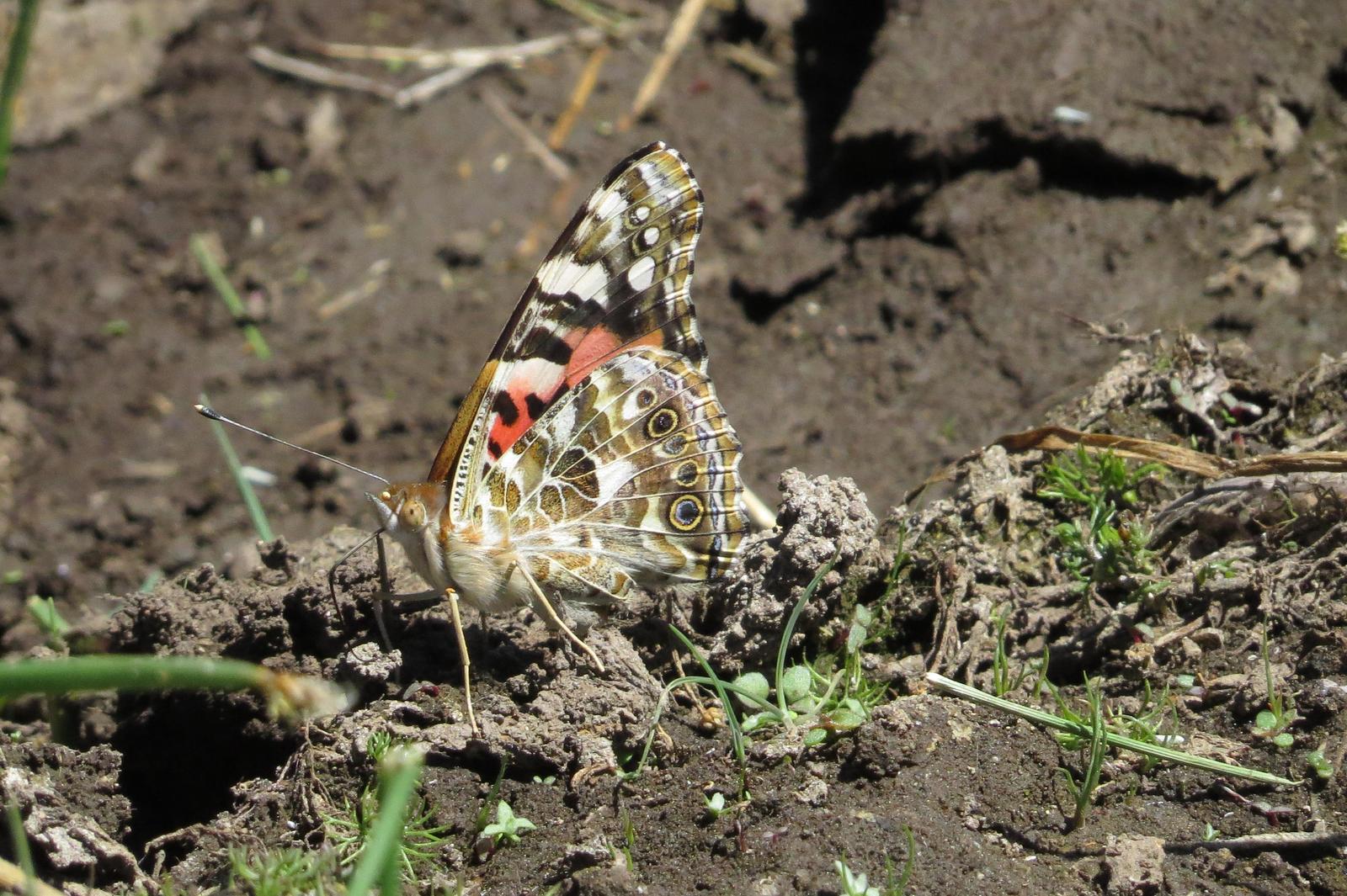 Painted Lady Photo by Jeff Harding