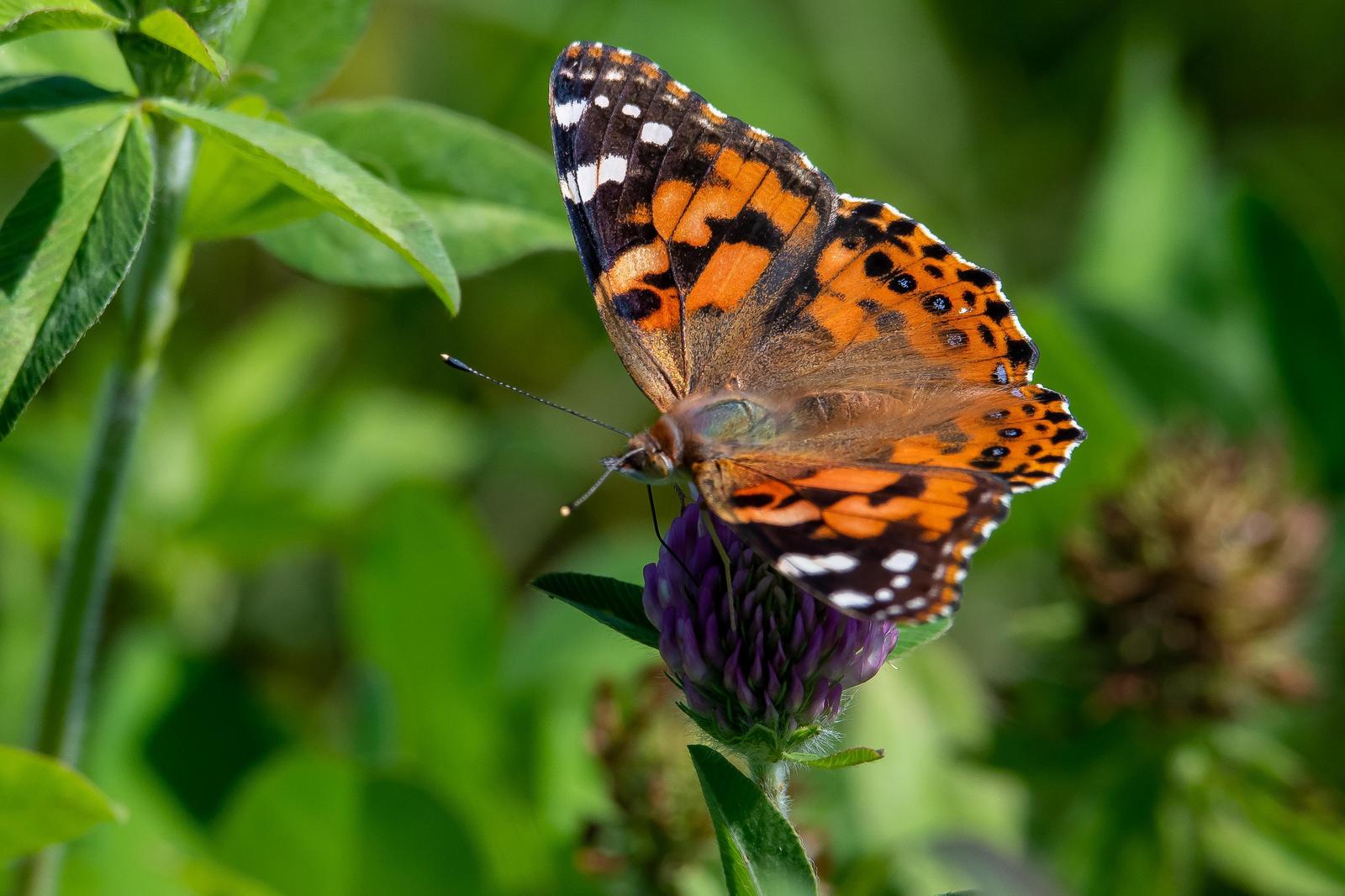 Painted Lady Photo by Gerald Hoekstra