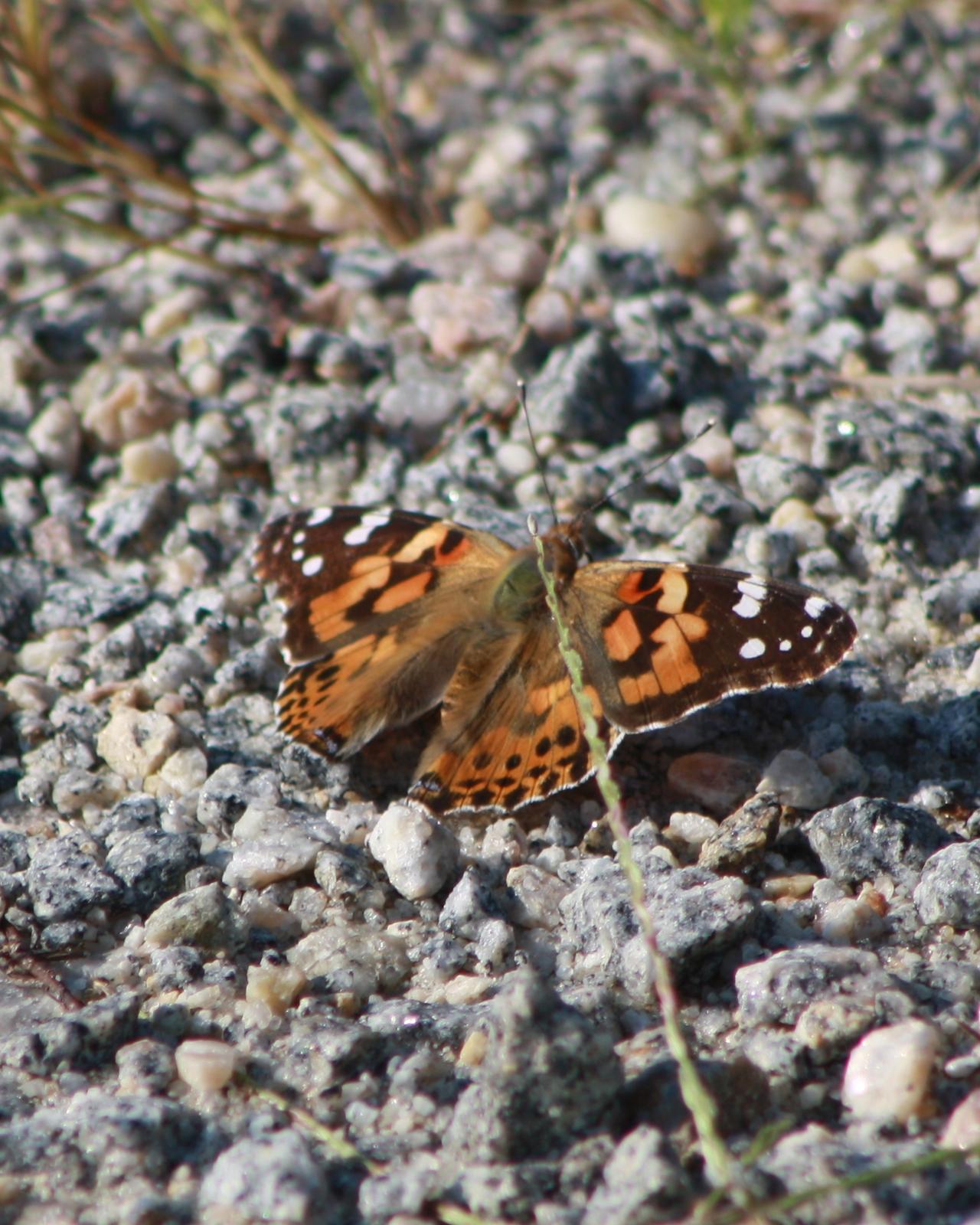 Painted Lady Photo by Tim Schreckengost