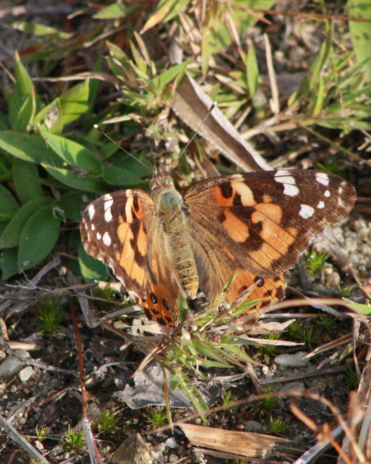 Painted Lady Photo by Tim Schreckengost