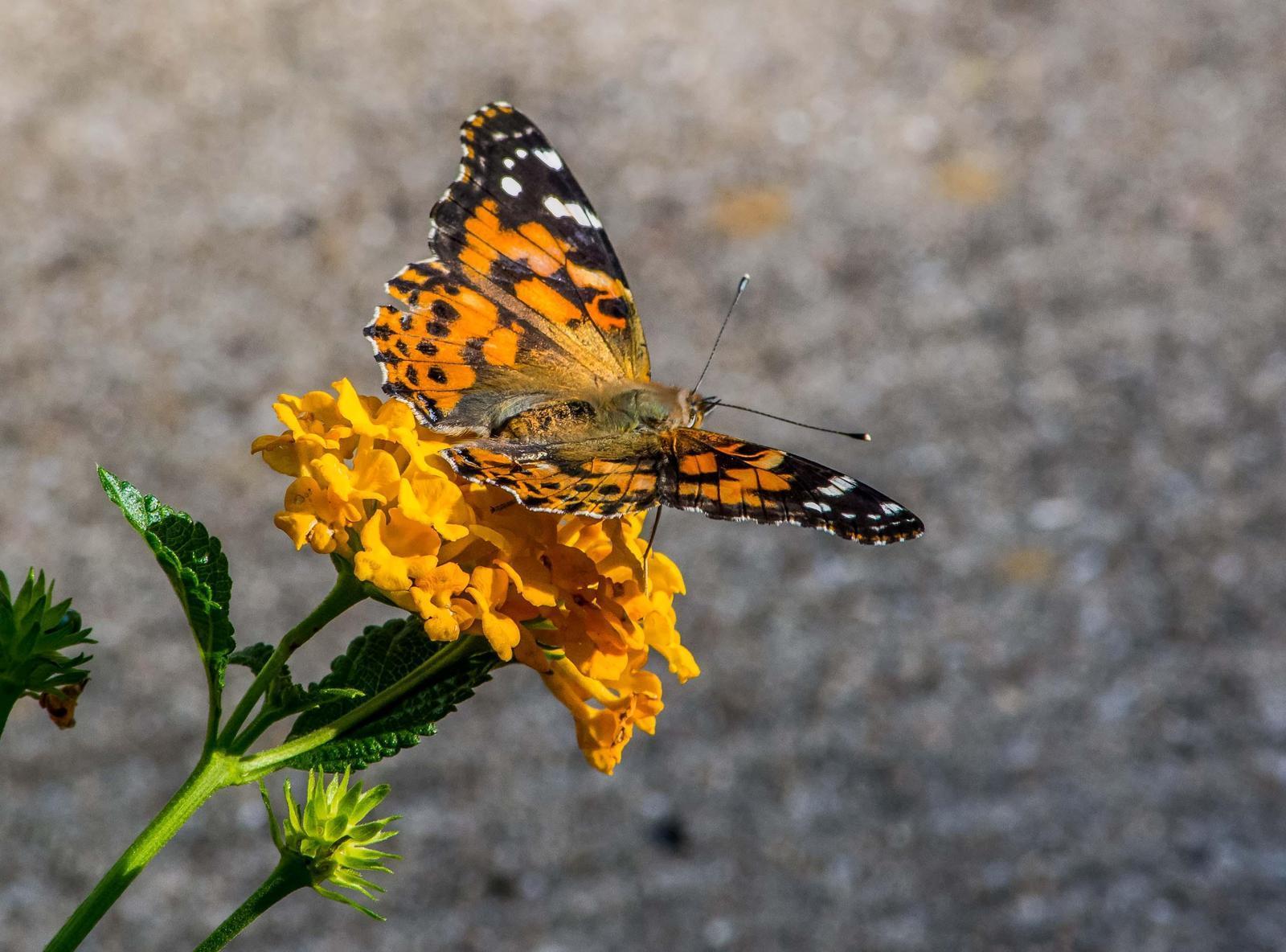 Painted Lady Photo by Wally Wenzel