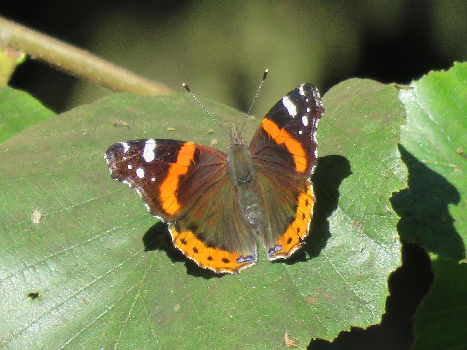 Red Admiral Photo by Don Glasco