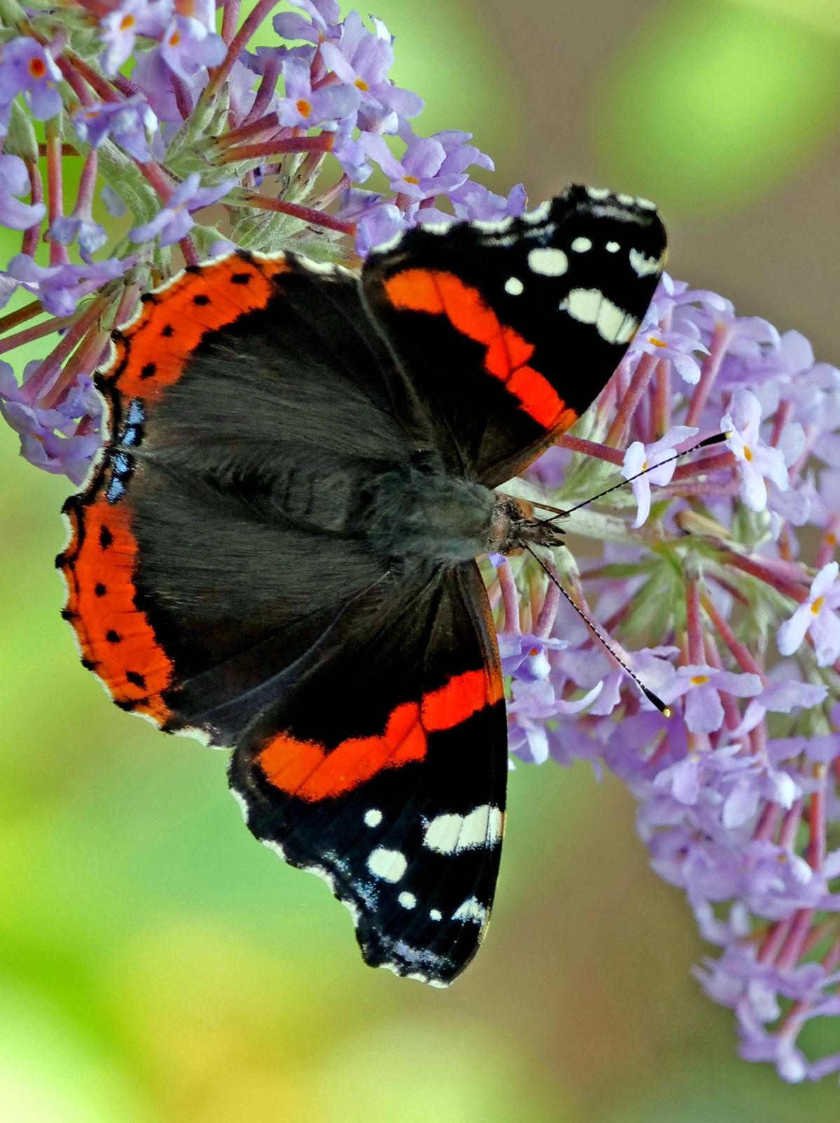 Red Admiral Photo by Peter Edmonds